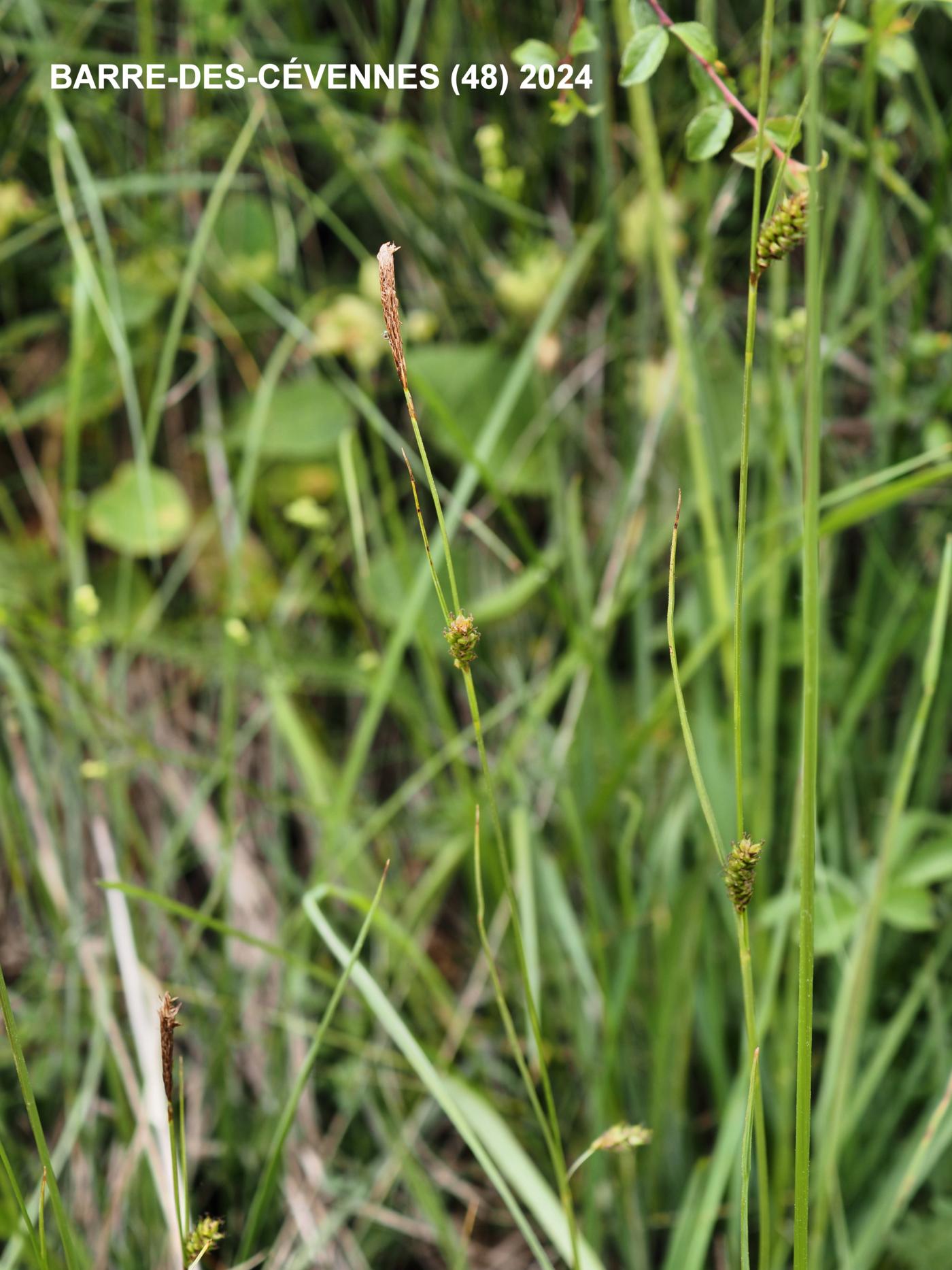 Sedge, Distant plant